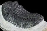 Bargain, Pedinopariops Trilobite - Mrakib, Morocco #92314-1